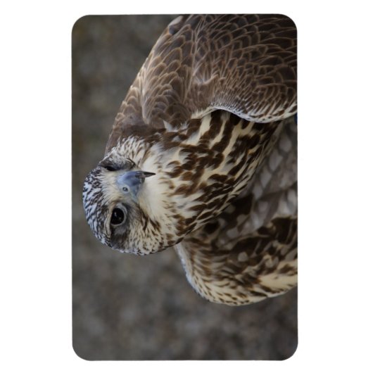 Magnet Flexible Faucon (Vertical)