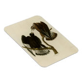 Magnet Flexible Faucon à pattes rousses - Audubon's Birds of Ameri (Côté Droit)