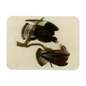 Magnet Flexible Faucon à pattes rousses - Audubon's Birds of Ameri (Horizontal)