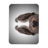 Magnet Flexible Faucons sur un courrier (Vertical)
