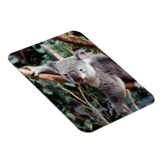 Magnet Flexible Featherdale Wildlife Park, Koala Bears (Côté Droit)