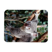 Magnet Flexible Featherdale Wildlife Park, Koala Bears (Horizontal)