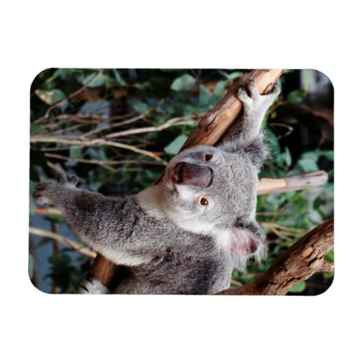 Magnet Flexible Featherdale Wildlife Park, Koala Bears (Horizontal)