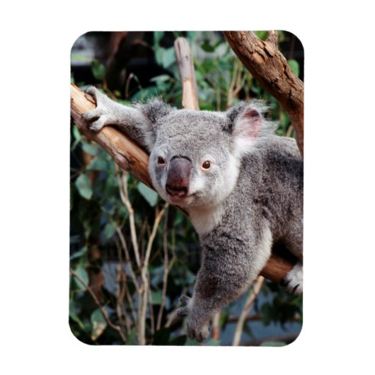 Magnet Flexible Featherdale Wildlife Park, Koala Bears (Vertical)