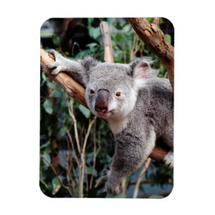 Magnet Flexible Featherdale Wildlife Park, Koalas