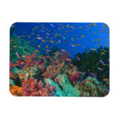 Magnet Flexible Fées basslets en banc (Pseudanthias (Horizontal)