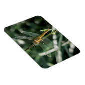 Magnet Flexible Female Keeled Skimmer Dragonfly (Côté Droit)