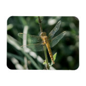Magnet Flexible Female Keeled Skimmer Dragonfly (Horizontal)