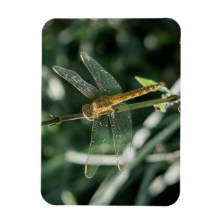 Magnet Flexible Female Keeled Skimmer Dragonfly