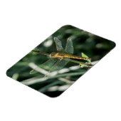 Magnet Flexible Female Keeled Skimmer Dragonfly (Côté Gauche)