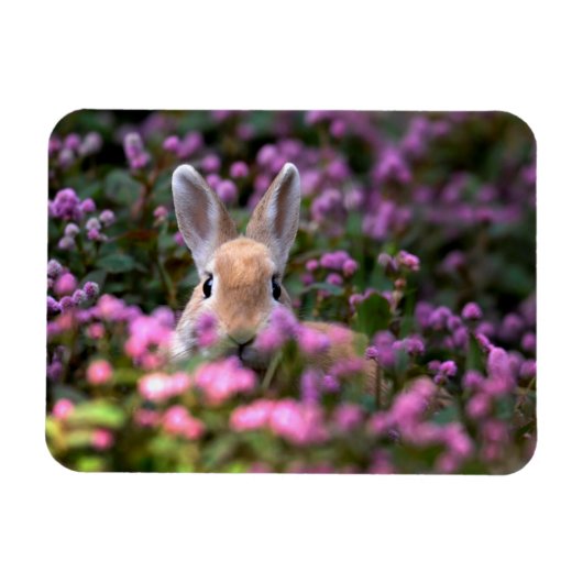 Magnet Flexible Ferme de lapins (Horizontal)