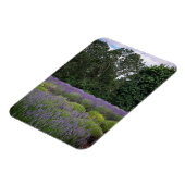 Magnet Flexible Ferme de Lavender (Côté Gauche)