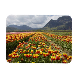 Magnet Flexible Ferme de tulipes près d'Agassiz, Colombie-Britanni