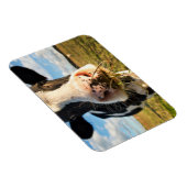 Magnet Flexible Fermes | Vache Holstein Chewing (Côté Droit)