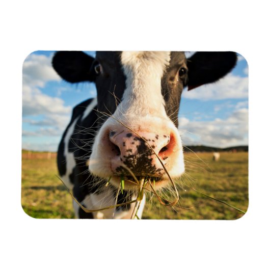 Magnet Flexible Fermes | Vache Holstein Chewing (Horizontal)