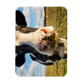 Magnet Flexible Fermes | Vache Holstein Chewing (Vertical)