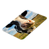 Magnet Flexible Fermes | Vache Holstein Chewing (Côté Gauche)