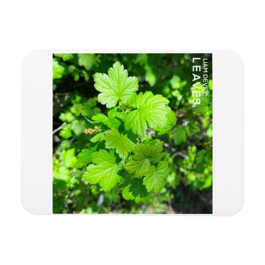 Magnet Flexible Feuille (Horizontal)