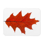 Magnet Flexible feuille d'automne de chêne rouge (Horizontal)