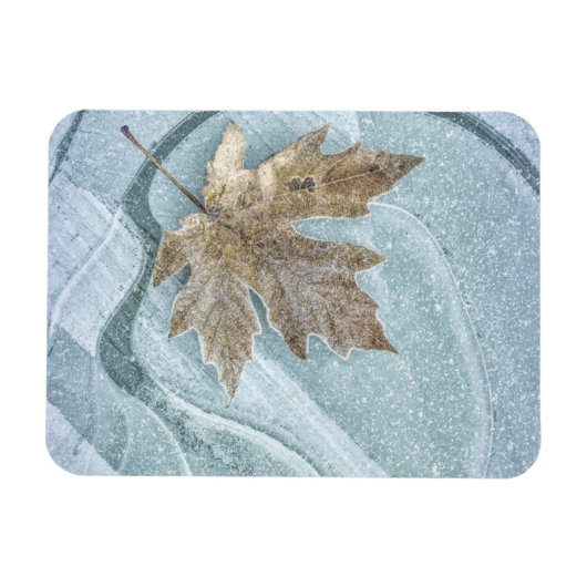 Magnet Flexible Feuille d'érable congelée sur glace (Horizontal)