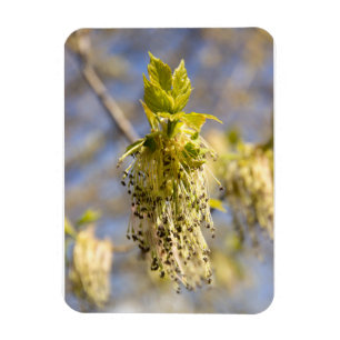Magnet Flexible Feuille mignons en photo de printemps