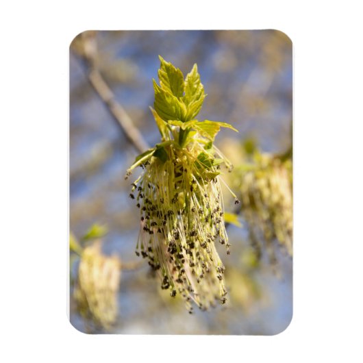Magnet Flexible Feuille mignons en photo de printemps (Vertical)