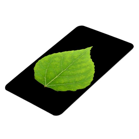 Magnet Flexible Feuille verte d'asperge #11 (Côté Gauche)