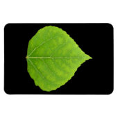 Magnet Flexible Feuille verte d'asperge #11 (Horizontal)
