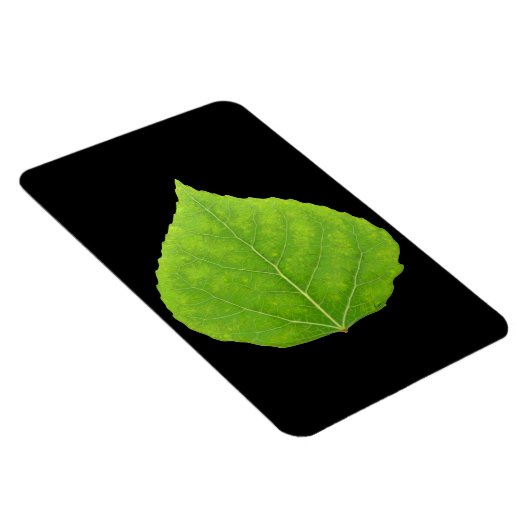 Magnet Flexible Feuille verte d'asperge #11 (Côté Droit)