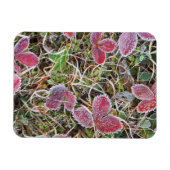Magnet Flexible Feuilles couvertes de givre, Canada (Horizontal)
