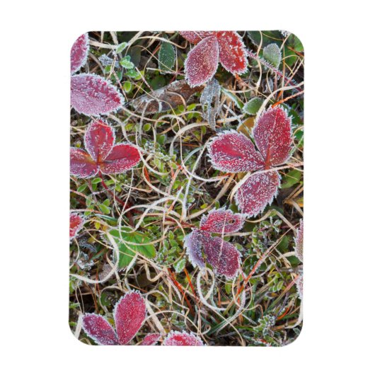 Magnet Flexible Feuilles couvertes de givre, Canada (Vertical)