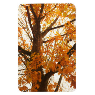 Magnet Flexible Feuilles d'automne