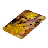 Magnet Flexible Feuilles de Érable Tombées Jaune Automne Nature (Côté Gauche)