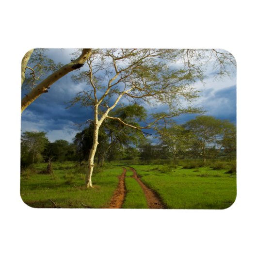 Magnet Flexible Fever Tree (Acacia Xanthophloea) sur Dirt Track (Horizontal)