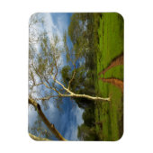 Magnet Flexible Fever Tree (Acacia Xanthophloea) sur Dirt Track (Vertical)