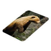 Magnet Flexible Fière Ours (Côté Gauche)