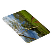 Magnet Flexible Fièvre (Acacia Xanthophloea) Par Piste (Côté Droit)