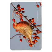 Magnet Flexible Finch maison avec Berries Hawthorn (Vertical)