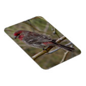Magnet Flexible Finch pourpre (Côté Droit)