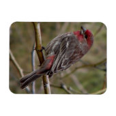 Magnet Flexible Finch pourpre (Horizontal)