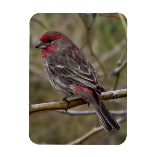 Magnet Flexible Finch pourpre (Vertical)