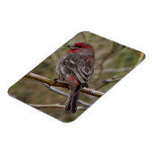 Magnet Flexible Finch pourpre (Côté Gauche)