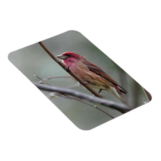 Magnet Flexible Finch pourpre (Côté Droit)