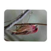 Magnet Flexible Finch pourpre (Horizontal)