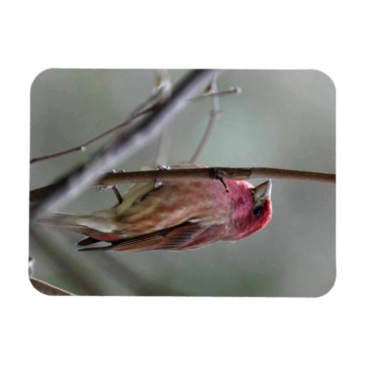 Magnet Flexible Finch pourpre (Horizontal)