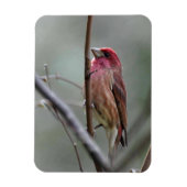 Magnet Flexible Finch pourpre (Vertical)