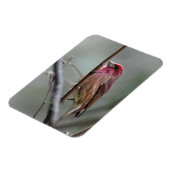 Magnet Flexible Finch pourpre (Côté Gauche)