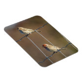 Magnet Flexible Finches de la maison (Côté Droit)