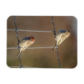 Magnet Flexible Finches de la maison (Horizontal)