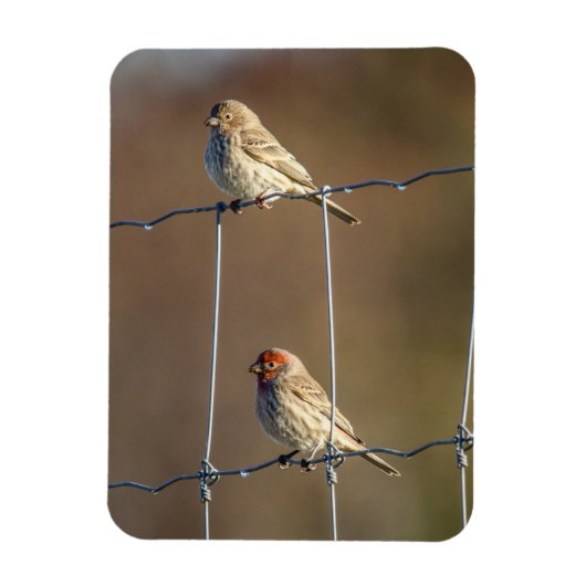 Magnet Flexible Finches de la maison (Vertical)